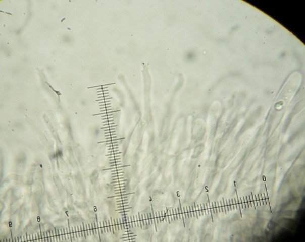 Stereum sanguinolentum?